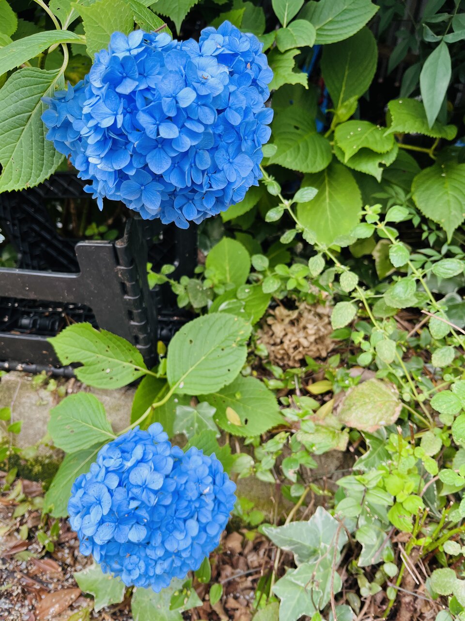 紫陽花って花を見がちだけど葉っぱもすごいかわいいよね 赤いチェリーとオリガミ