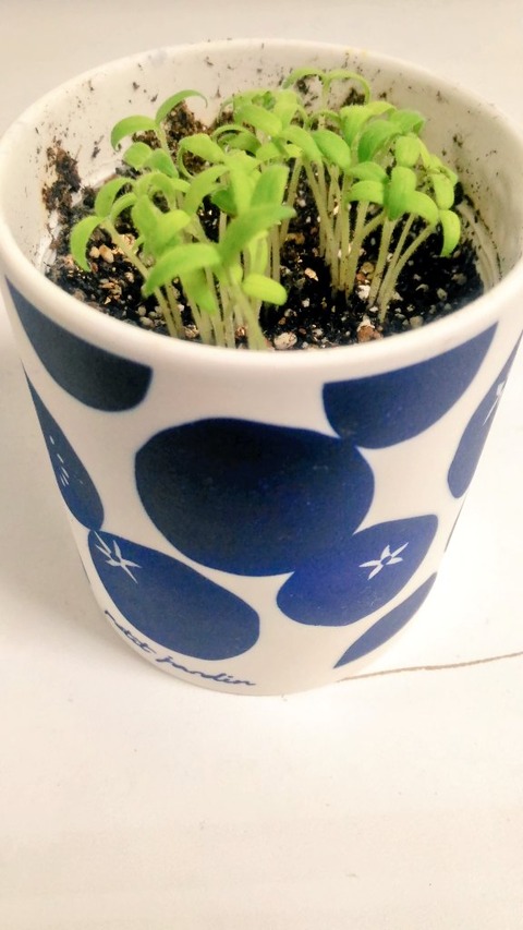 とまと1