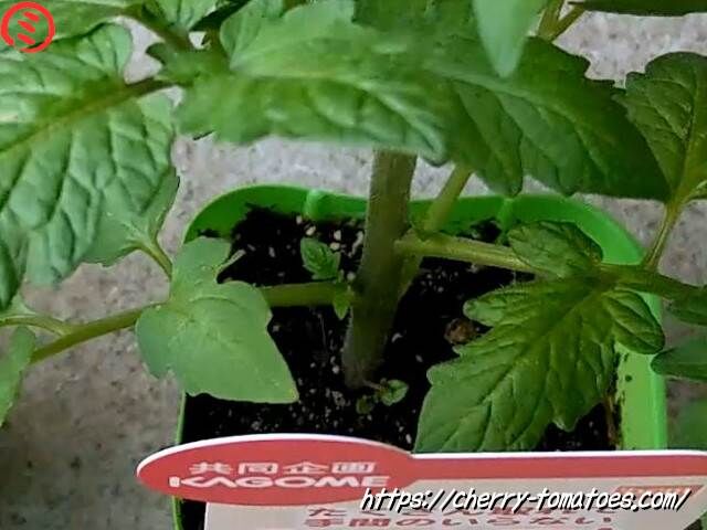 たくさん取れて手間のいらないミニトマト茎の太さ2021年