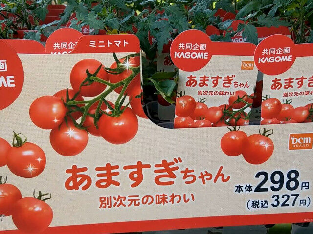 KAGOMEとDCM共同規格のミニトマトあますぎちゃん2021年