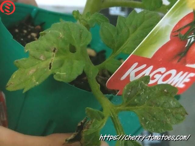 カゴメあまたん苗の葉っぱの状態2021年