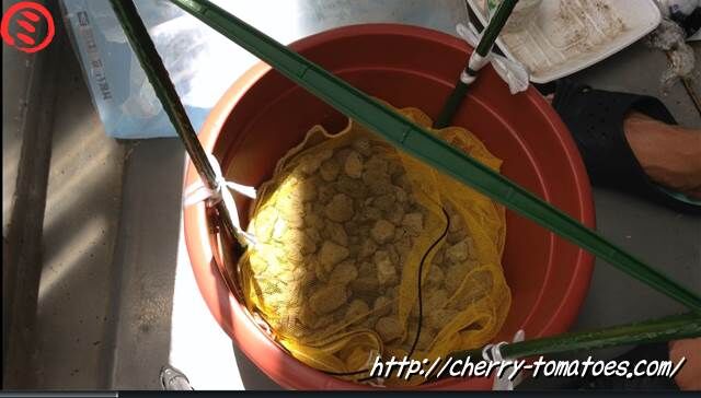 ヘレナ苗の鉢に鉢底石のセッティング2020年