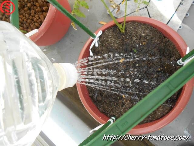 カゴメぷるるん苗に追肥の後水やり