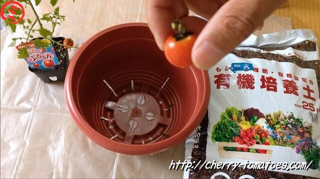 ぷるるん苗定植中に収穫