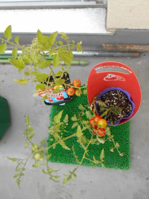 サカタのタネメイクスイーツのヘレナ苗