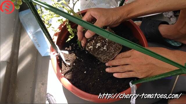 ミニトマトヘレナ苗を鉢に斜めに定植2020年