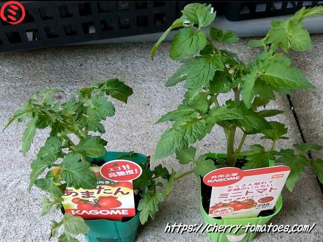 カゴメあまたん苗とたくさん取れて手間のいらないミニトマト苗の比較2021年
