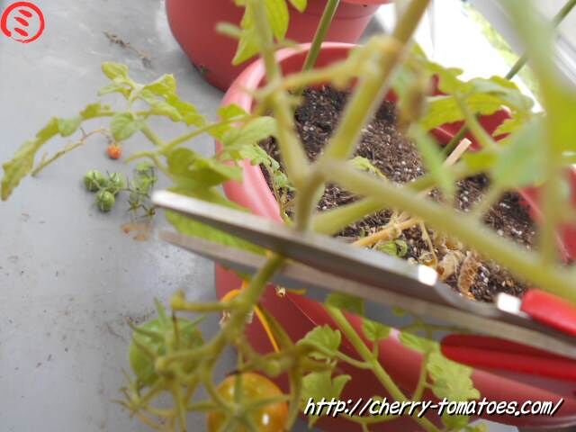 ミニトマトぷるるん苗の第一花房をハサミで切る