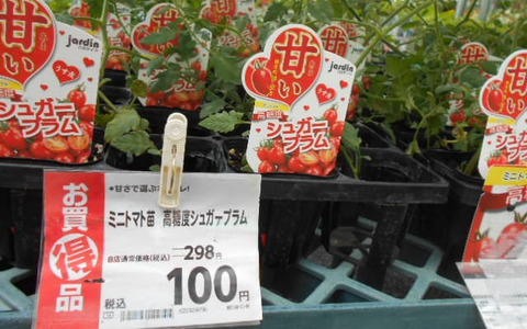 シュガープラム苗の特価品