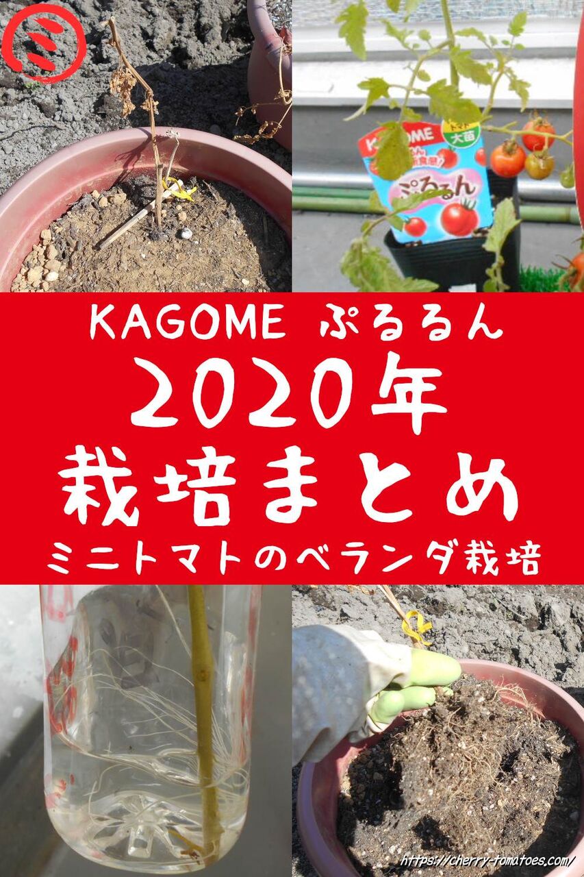 ミニトマトの老化苗KAGOMEぷるるんをプランターでベランダ栽培2020年のまとめ