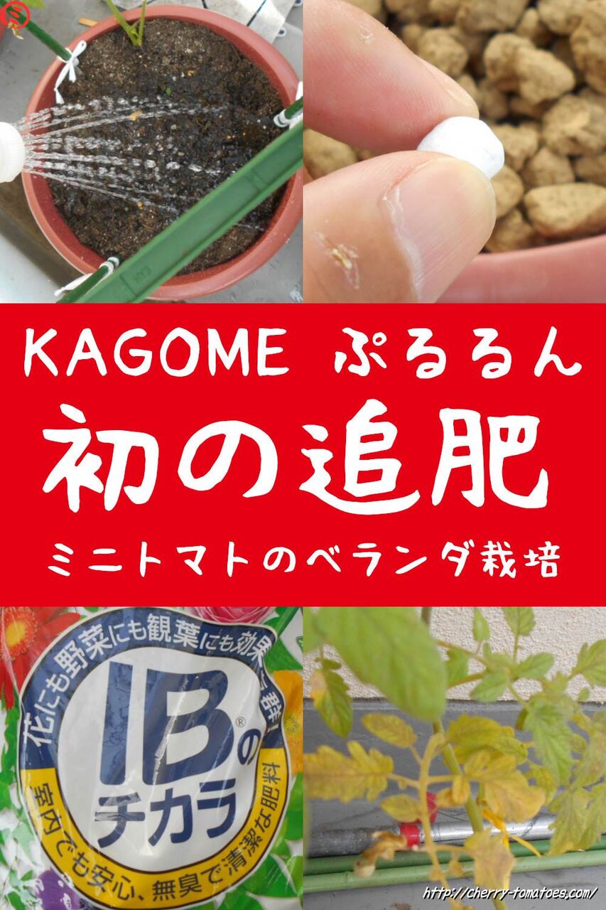 カゴメぷるるん苗にIB化成を追肥する2020年