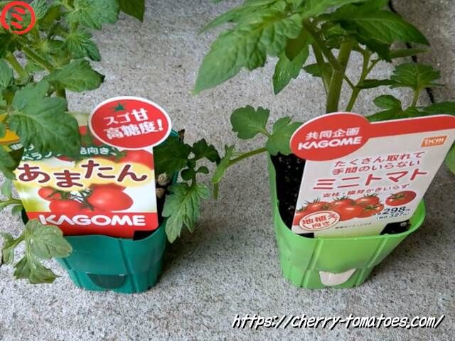 カゴメのあまたんと手間のいらないミニトマト2021年