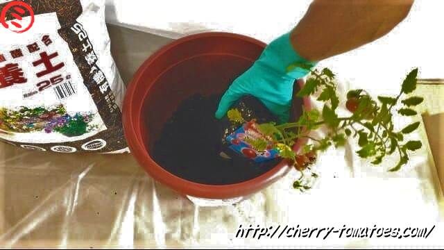 10号鉢に土を少しいれたところ