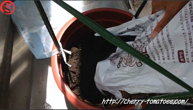 ミニトマトヘレナ苗の鉢に土を入れる2020年