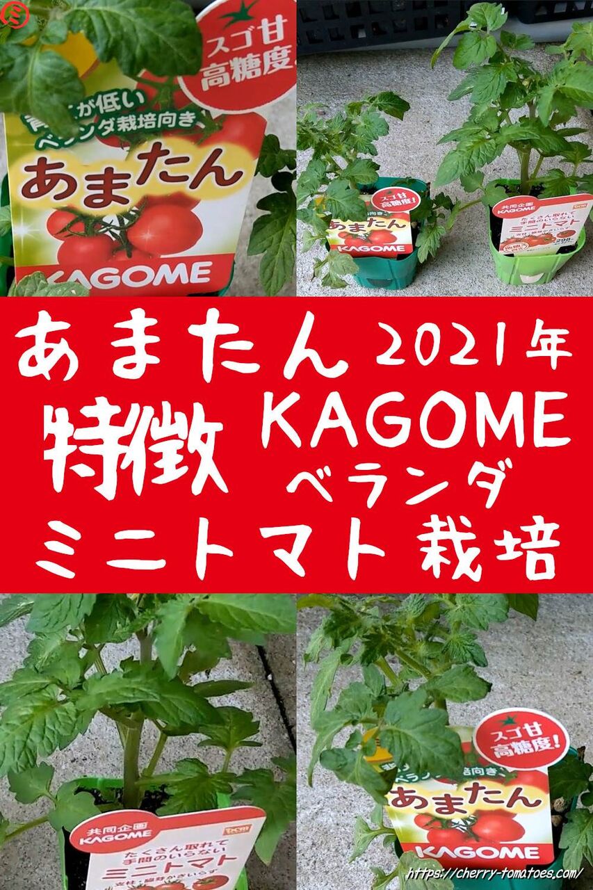 カゴメのあまたん苗を購入！背丈の低い高糖度ミニトマトの特徴は？2021年