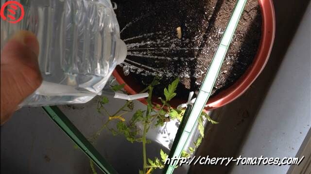 ミニトマトヘレナ苗を定植後に水をあげる2020年