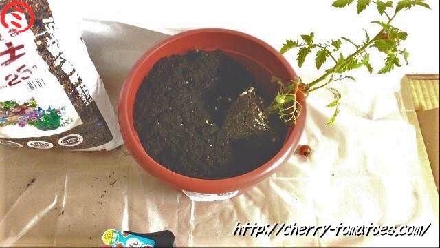 ぷるるん苗を斜めに植える