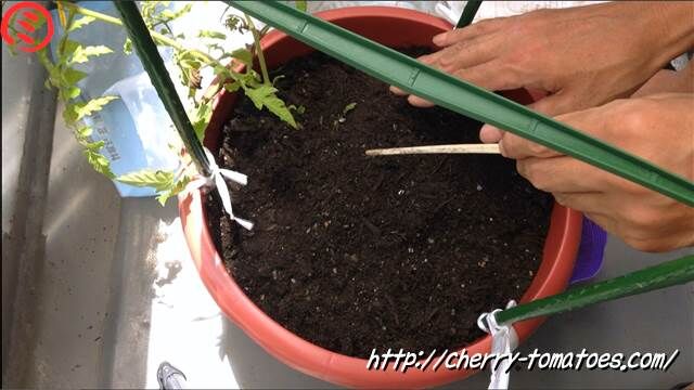 ミニトマトヘレナ苗に仮支柱の割りばしをさす2020年