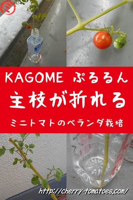 ミニトマトぷるるん苗の折れた主枝（茎）を水耕栽培にしてみる