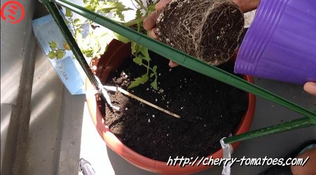 ミニトマトヘレナ苗の根っ子の状態2020年