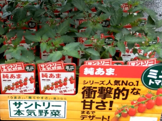 ミニトマトの苗が小さい2021年4月ホームセンター