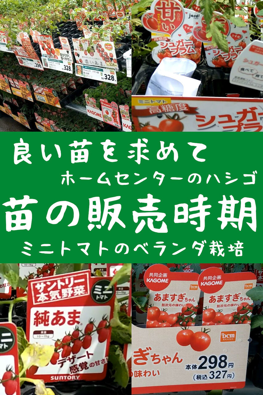 ミニトマト苗の販売時期 良い苗を求めてホームセンターのハシゴ21年の春 ミニトマトのプランター栽培記録 ベランダ家庭菜園ブログ ミニトマト苗の販売時期 良い苗を求めてホームセンターのハシゴ21年の春 ミニトマトのプランター栽培記録 ベランダ家庭菜園ブログ
