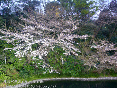 池のほとりに