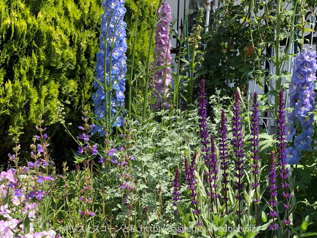 イングリッシュガーデン風のお庭のオススメ植物 イギリスとスコーンと私