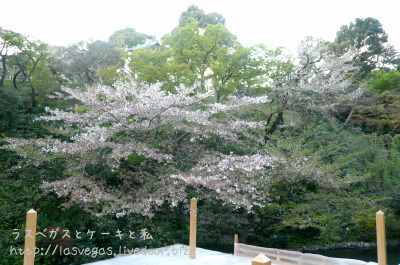 庭園の桜
