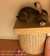 今日のうーちゃん・箱寝編