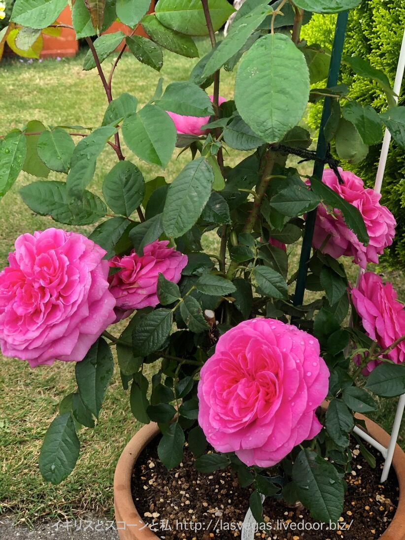 バラを眺めながらお庭でティータイム イギリスとスコーンと私