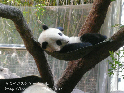 ハンモック最高