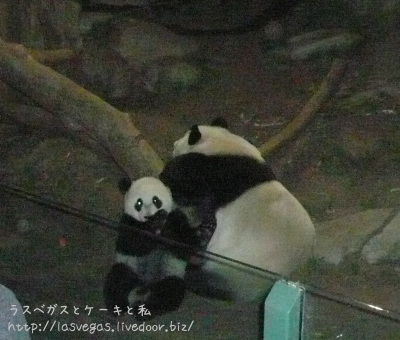 ユンちゃん、こんばんは