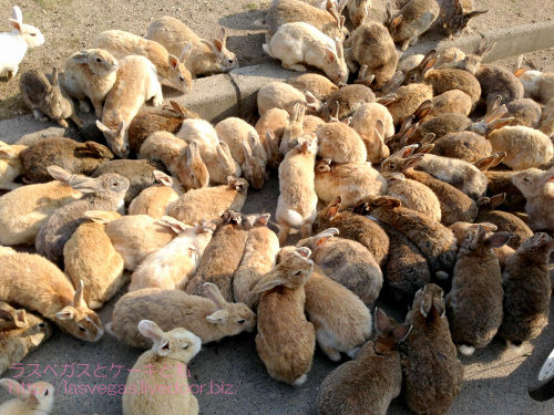 島 広島 うさぎ