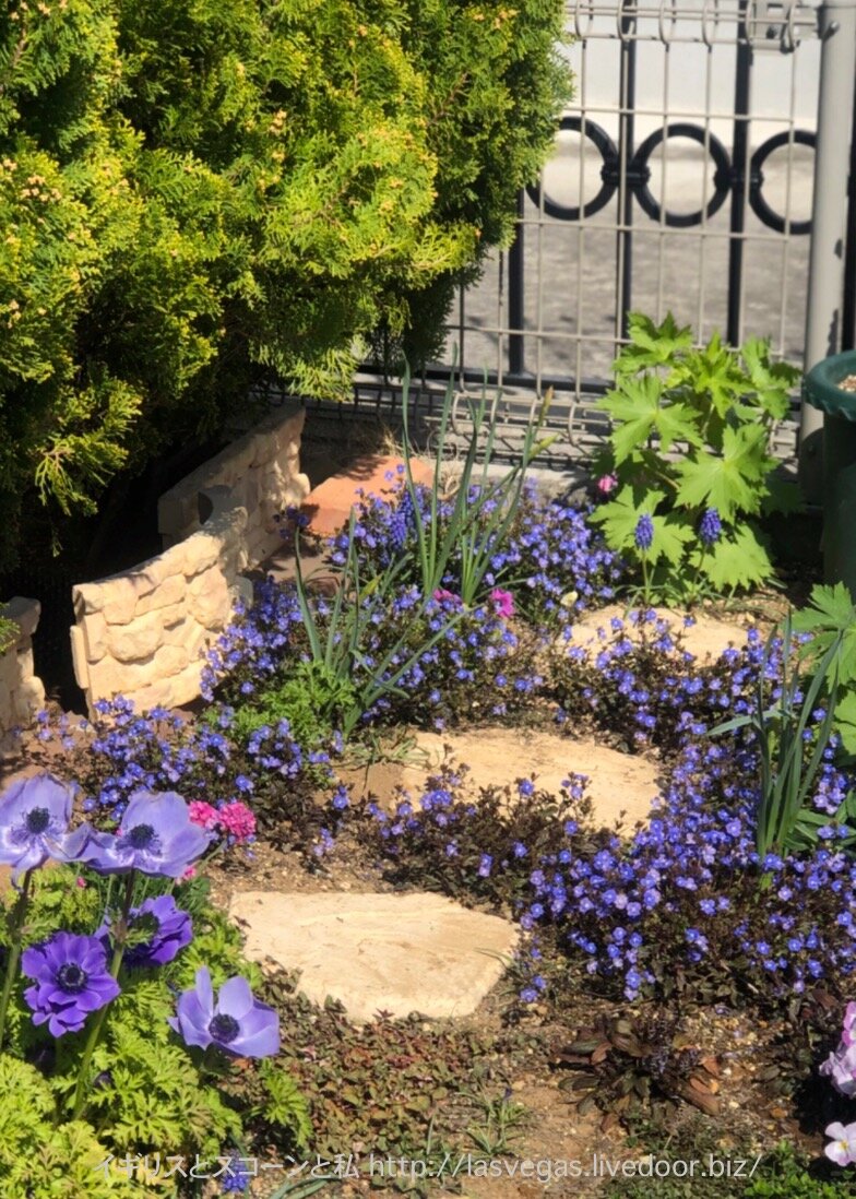 イングリッシュガーデン風のお庭のオススメ植物 イギリスとスコーンと私 イングリッシュガーデン風のお庭のオススメ植物 イギリスとスコーンと私