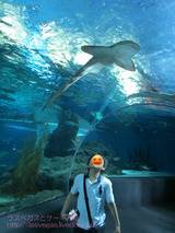 �������४���������ɡ����ѥ��������ȡ��꡼����������ѥ饴��