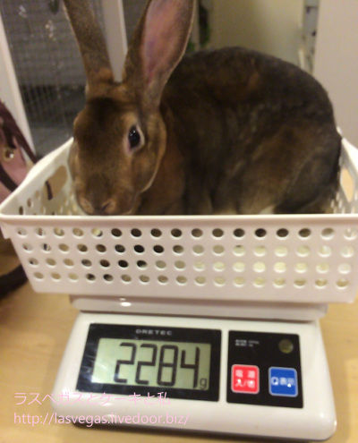 今日のうーちゃん 健康チェック編 イギリスとスコーンと私 今日のうーちゃん 健康チェック編 イギリスとスコーンと私