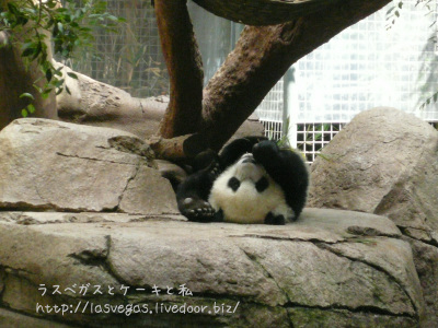 あ、いっちゃんだ