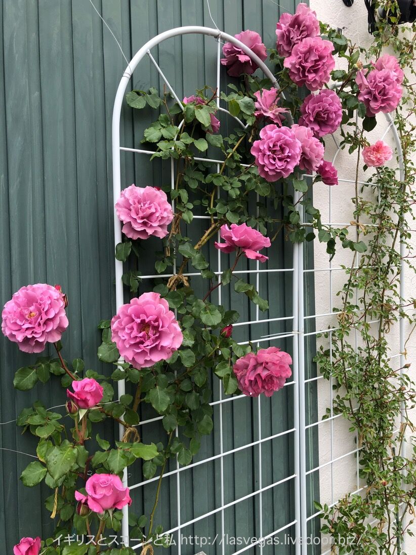 バラを眺めながらお庭でティータイム イギリスとスコーンと私