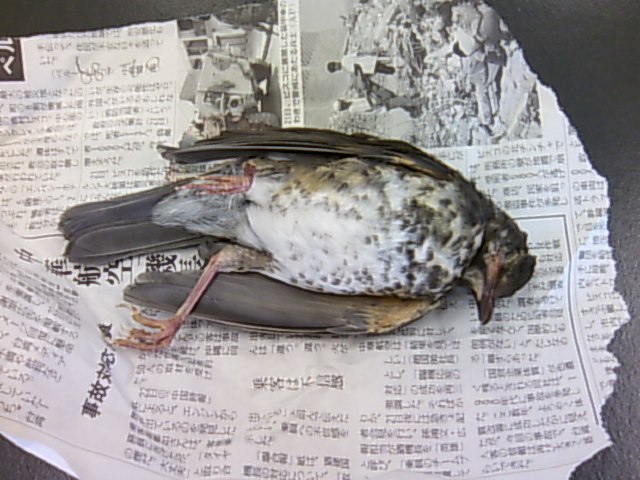 剥製および骨格標本作り その１ ちぇすなっちゅりー 獣医学生の日録