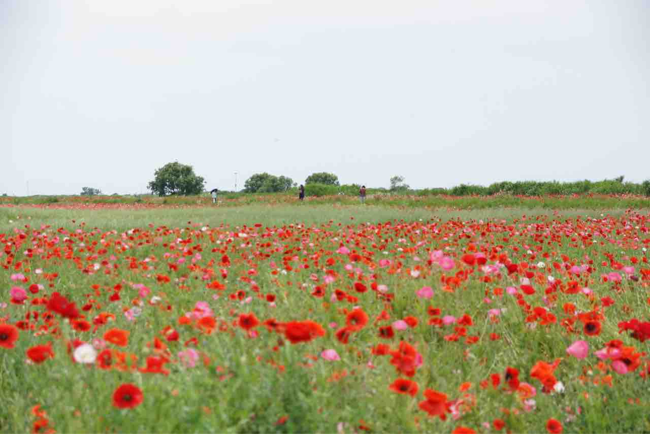 犬連れて 鴻巣ポピー畑 ハッピースクエア シェビーズのブログ