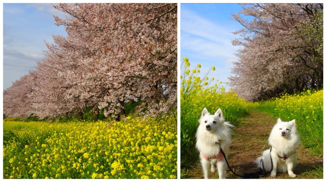 犬連れ さくら堤公園 吉見町 シェビーズのブログ 犬連れ さくら堤公園 吉見町 シェビーズのブログ
