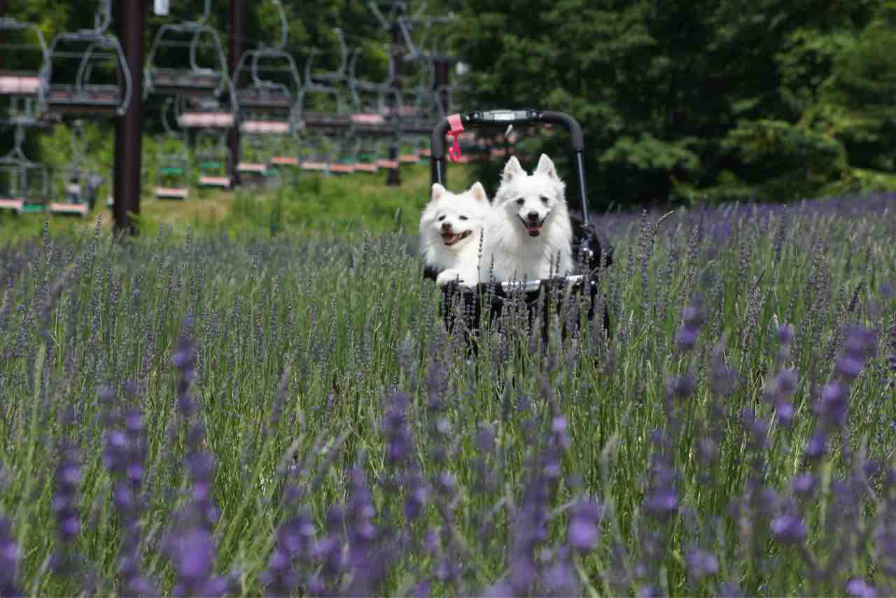 犬連れて たんばらラベンダーパーク シェビーズのブログ