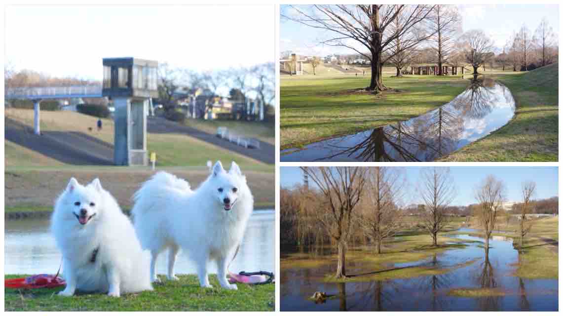 犬連れて 大宮第二公園 梅林 梅まつり シェビーズのブログ 犬連れて 大宮第二公園 梅林 梅まつり シェビーズのブログ
