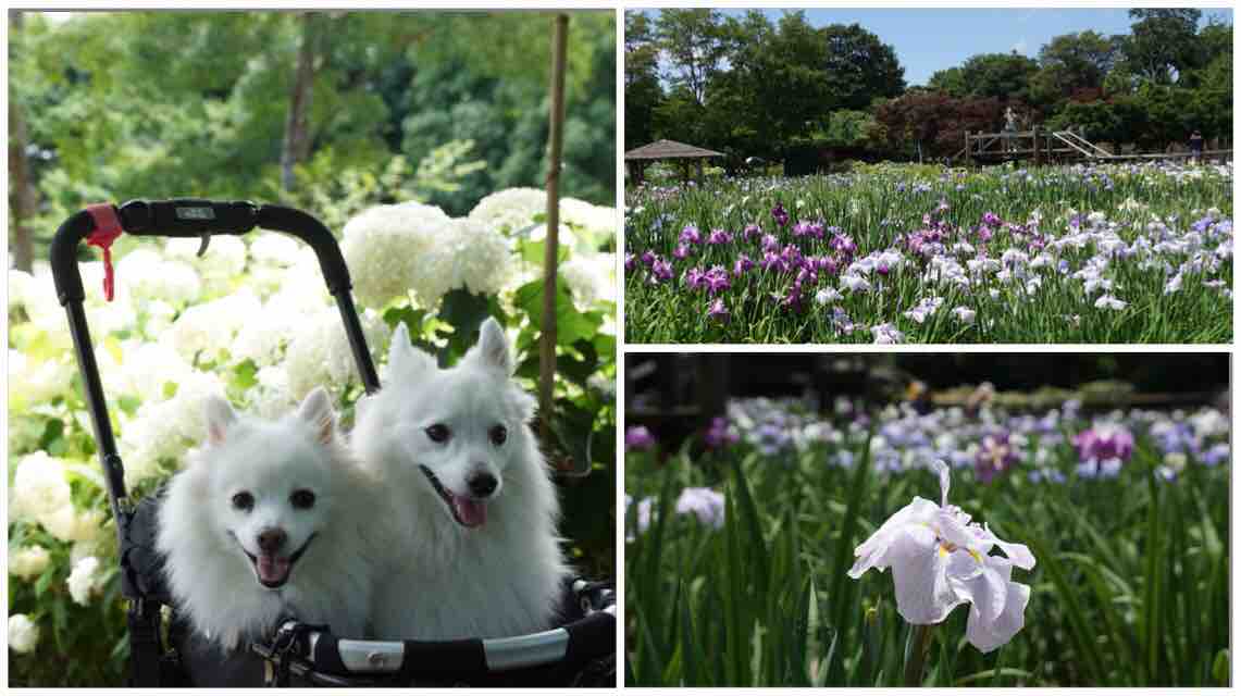 犬連れて さいたま市 染谷花しょうぶ園 シェビーズのブログ