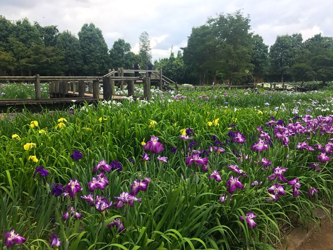 犬連れて 染谷しょうぶ園 花菖蒲が見頃 シェビーズのブログ