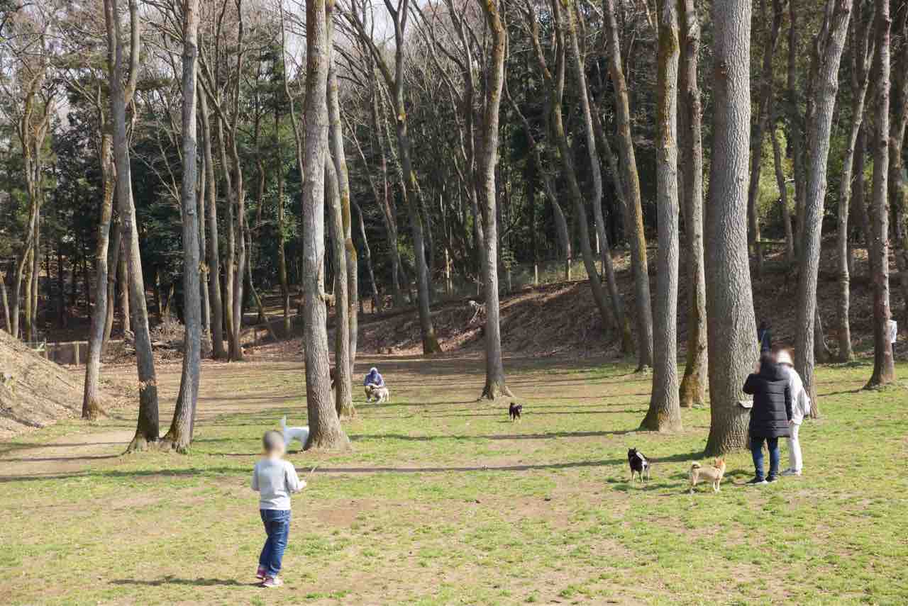 つくば犬たちの森ドッグラン キャンプ場 シェビーズのブログ つくば犬たちの森ドッグラン キャンプ場 シェビーズのブログ
