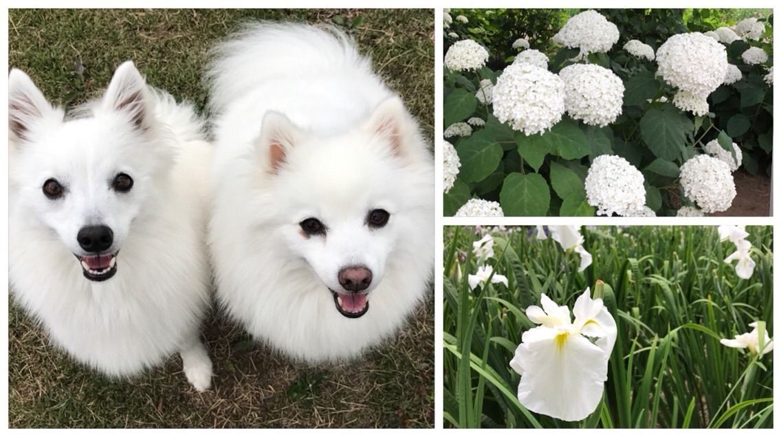 犬連れて 染谷しょうぶ園 花菖蒲が見頃 シェビーズのブログ