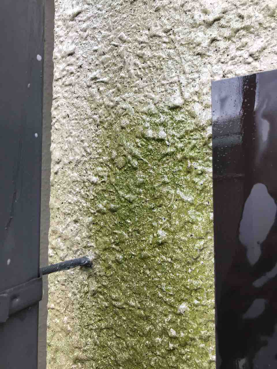 家の外壁の苔落とし やってみました シェビーズのブログ 家の外壁の苔落とし やってみました シェビーズのブログ