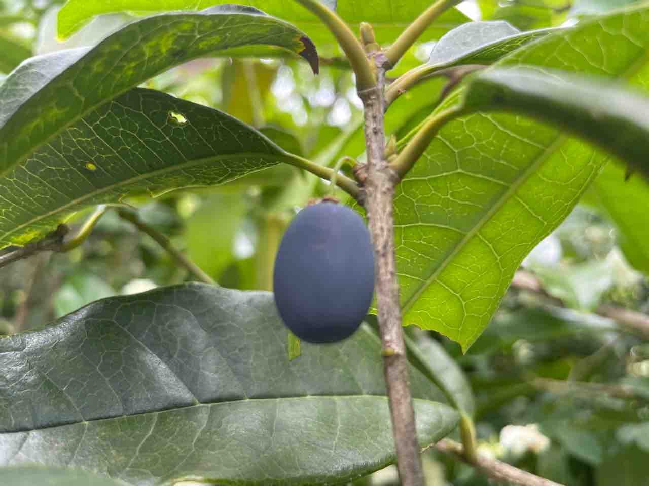 金木犀が青い実を付けていました シェビーズのブログ 金木犀が青い実を付けていました シェビーズのブログ